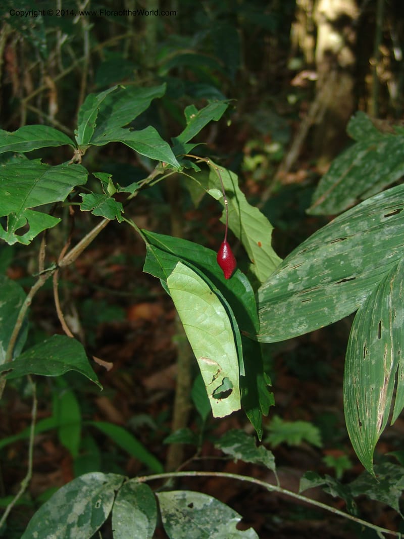 Capparis sola, Farfan 812--Peru. Edo. Madre de Dios. Laguna Valencia. 22 Oct 05. 249.jpg
