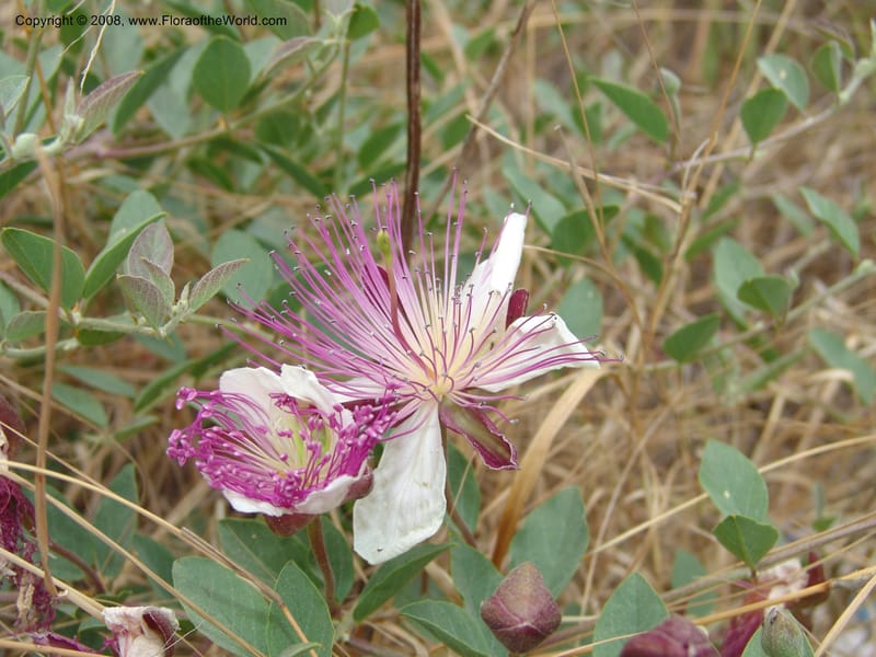Capparis sicula ssp sicula--Crete. Btwn Almerida and Kalives. 26 May 05. 001.jpg