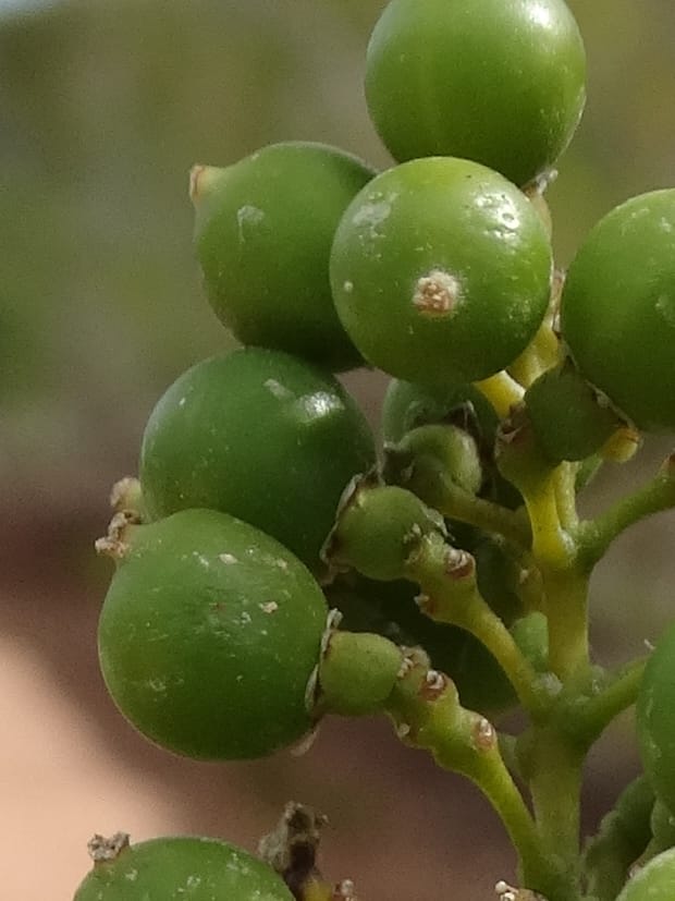 Flagellaria, Callmander, M. 1254--New Caledonia. Tiebaghi. 17 Nov 2015. DSC03437 (149).JPG