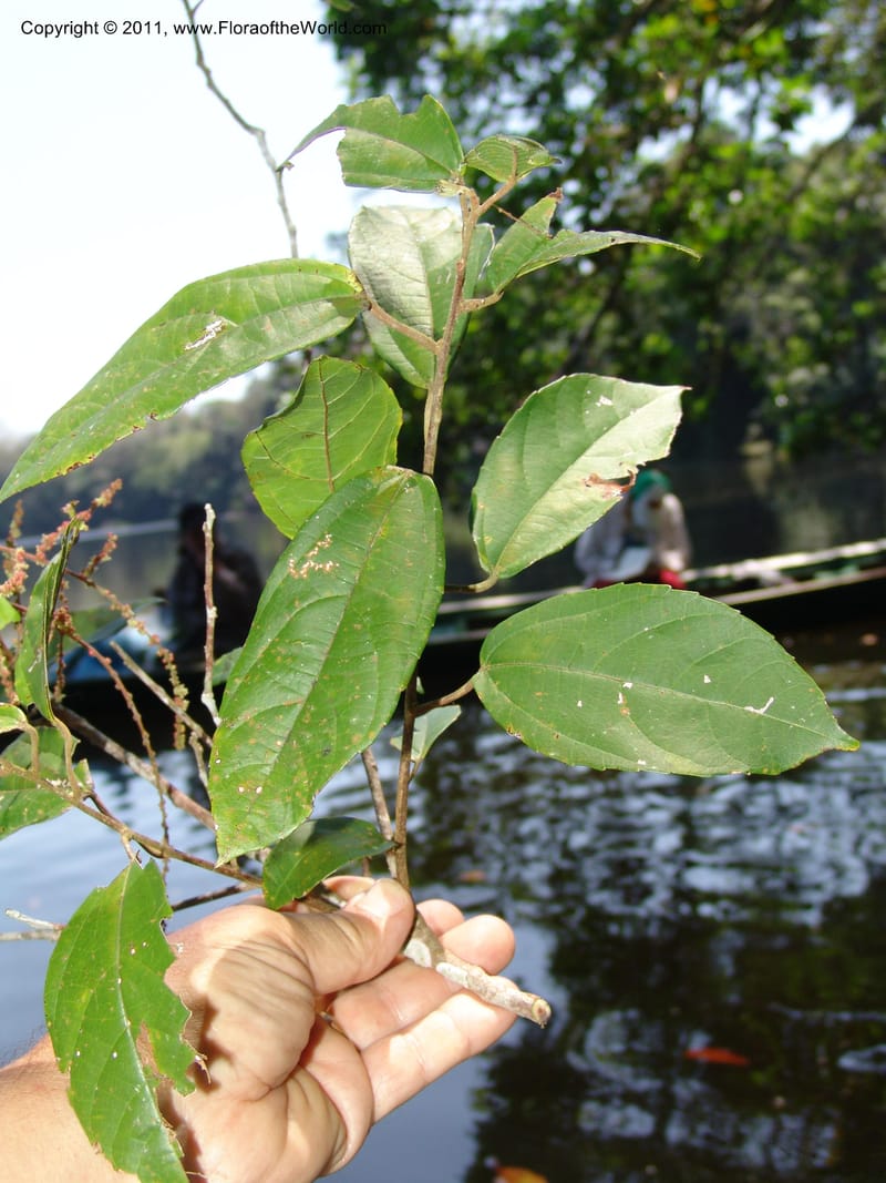 Alchornea glandulosa, A Araujo M 3151--Bolivia.  Pq. Nal. Madidi. Laguna Chalalan. 26 Sep 06. 182 (13).jpg