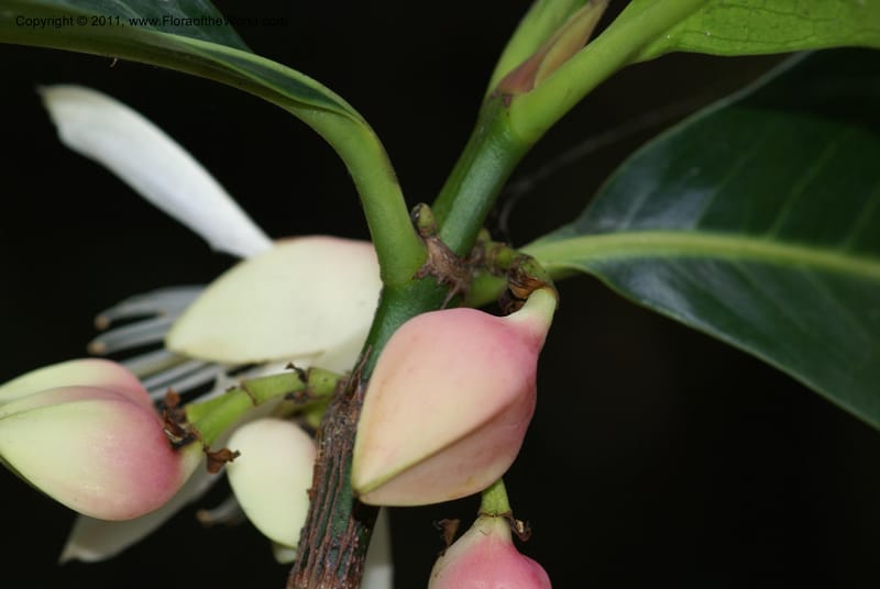 Crossostylis grandiflora,  Munzinger, J 4754--New Caledonia, Prov N, Les Trois Creeks,  13 Nov 2007, 024 (15).JPG