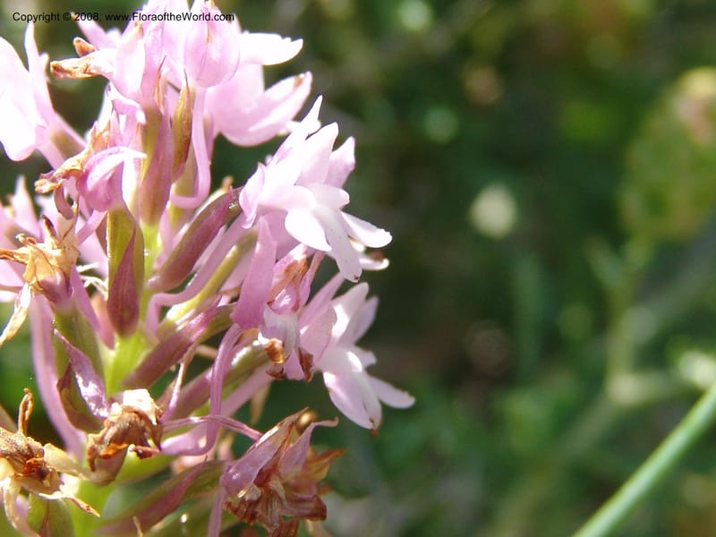 Anacamptis pyramidalis--Crete. Ep. Kisamos. Sirikari Gorge. 25 May 05. 092.jpg