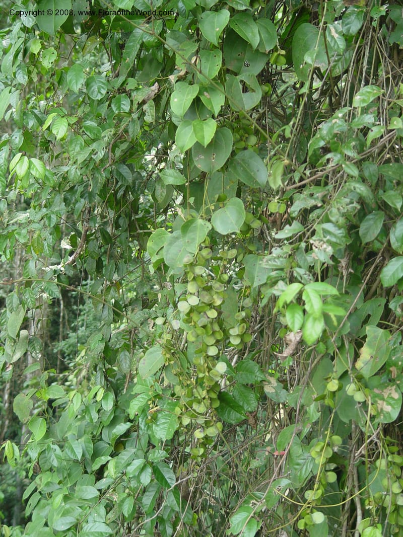 Dioscorea--Ghana. Kakum Nat. Park. 12 Dec 03. 055.jpg