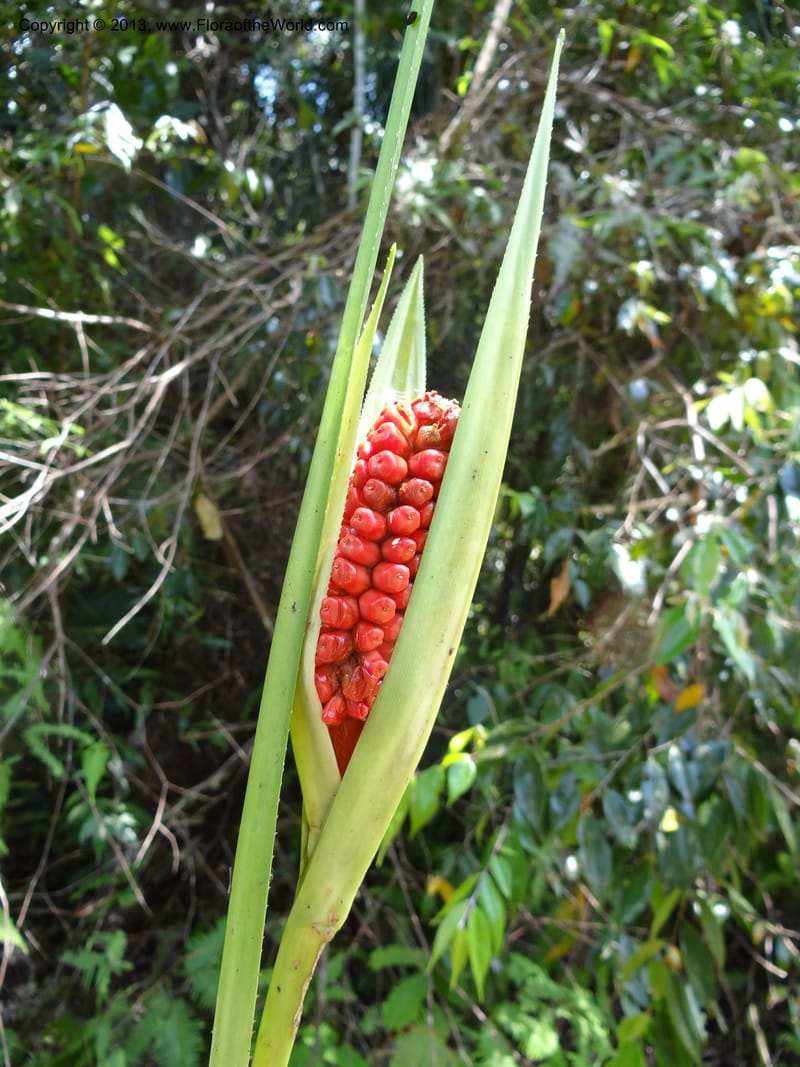 Pandanus pugnax, Callmander 1035--Malaysia, Sabah. Meliau Range. Ulu Tongod For. Res. 8 Apr 2012. DSC07780 (13).JPG
