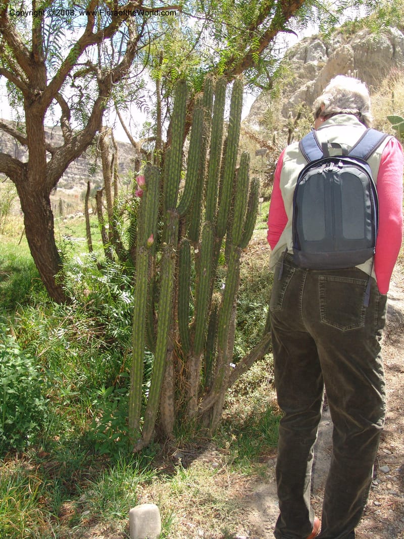 Corryocactus melanotrichus, nr. 1436--Bolivia. La Paz. Jardin Botanico La Paz. 3 Dec 04. 099.jpg