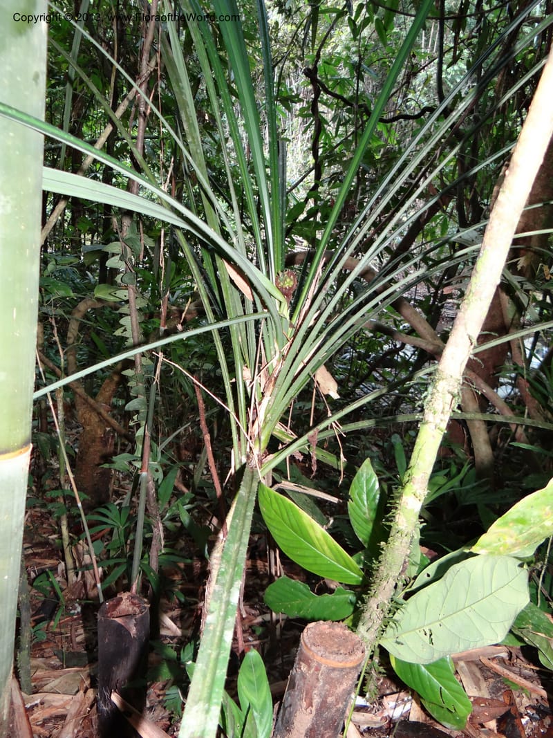 Benstonea herbacea, Callmander 1053--Thailand. Ranong Prov. Klong Naka Wildlife Sanctuary. 14 Nov 2012. DSC09055 (299).JPG