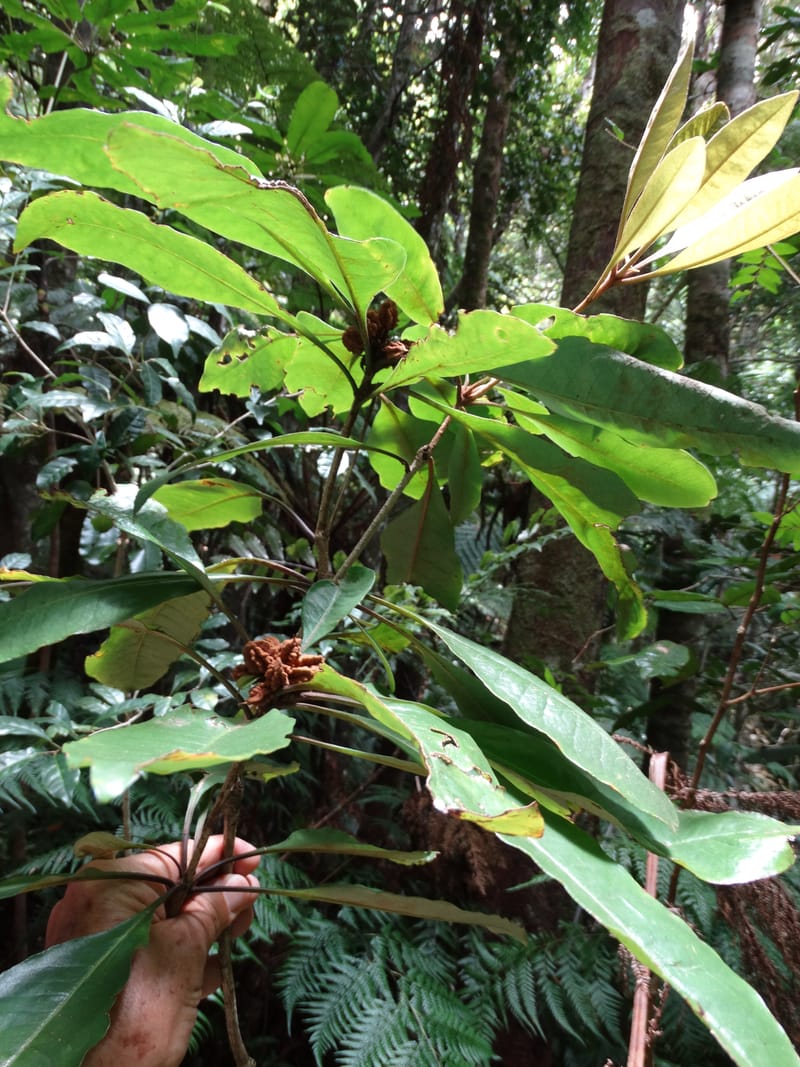 Pittosporum, Bruy, D 117--New Caledonia. Haute Robinson. 11 Nov. 2015. DSC00909 (166).JPG