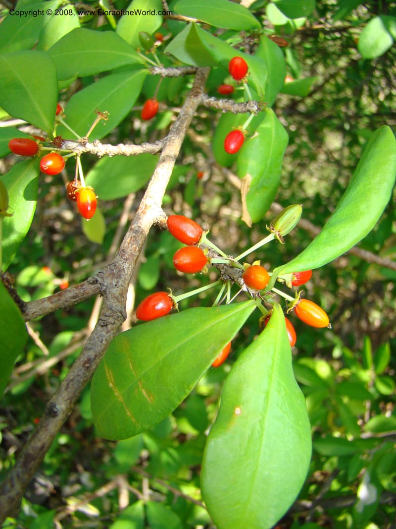 Erythroxylum havanense--Costa Rica. Guanac. Palo Verde Biol. Sta. 6-7 Apr 08. 072.jpg