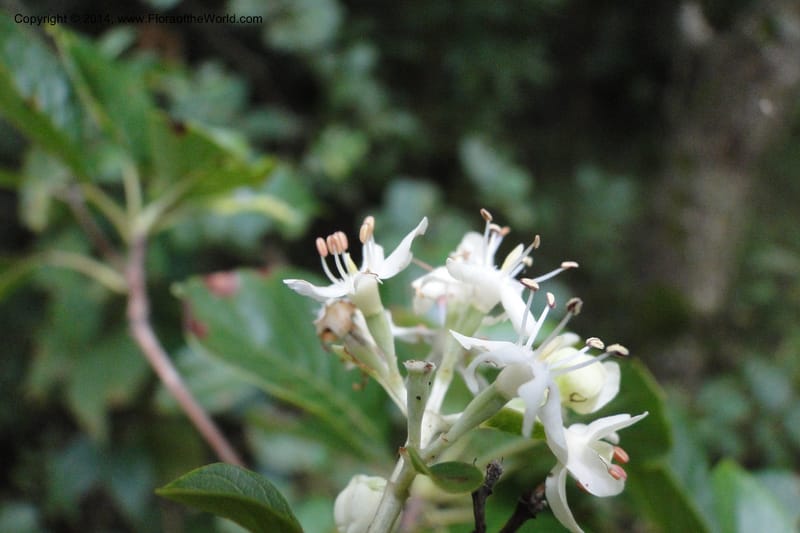 Calycophyllum multiflorum, W. D. Stevens 31189--Paraguay. Edo. Concepcion. Garay Cue. 19 Mar 2011. 282 (13).jpg