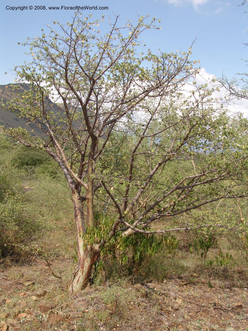 Sterculia rogersii--So.Africa. Mpumal. twd Steelpoort. 16 Mch 05. 037.jpg