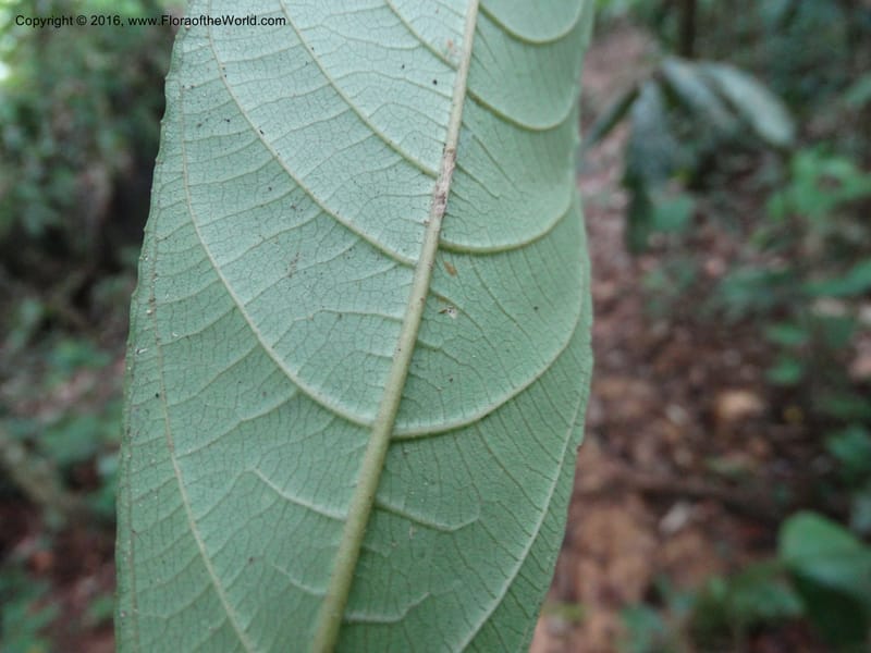 Callicarpa, Davidson, C 12680--Sabah. Danum Valley. 4 Oct 2014. DSC01741 (332).JPG