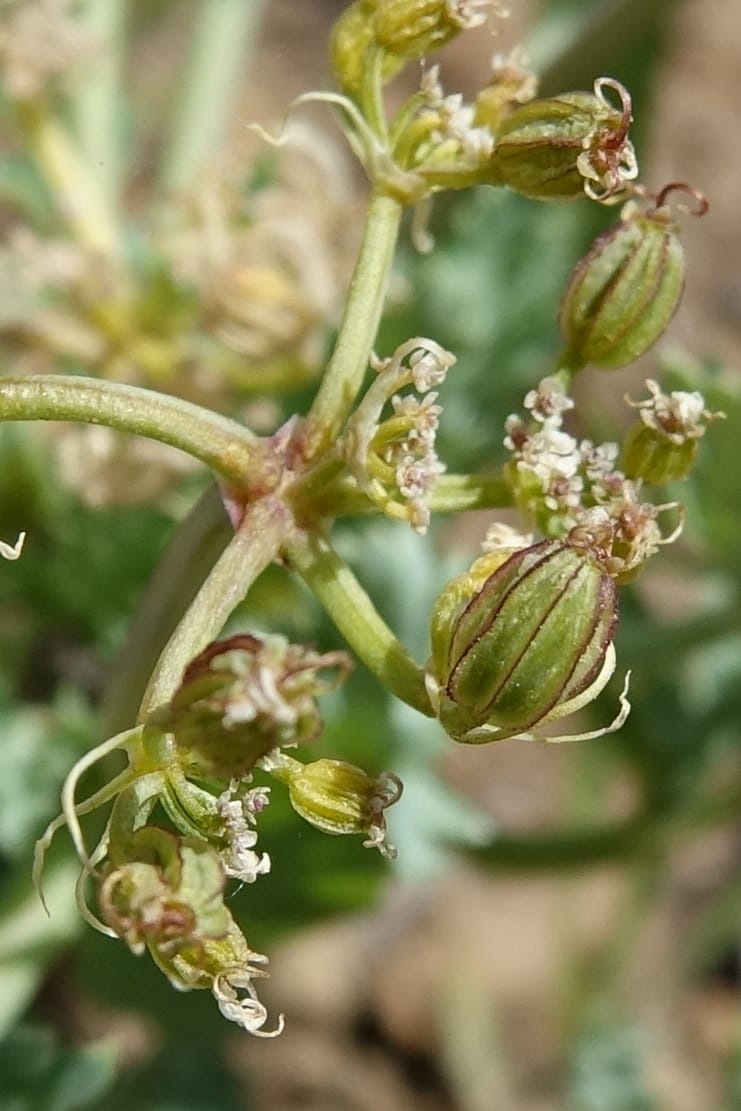 Cymopterus glaucus, C. Davidson 13559--ID. Blaine Co. Rock Creek Preserve. TNC. 14 May 2017. DSC00477 (47).JPG