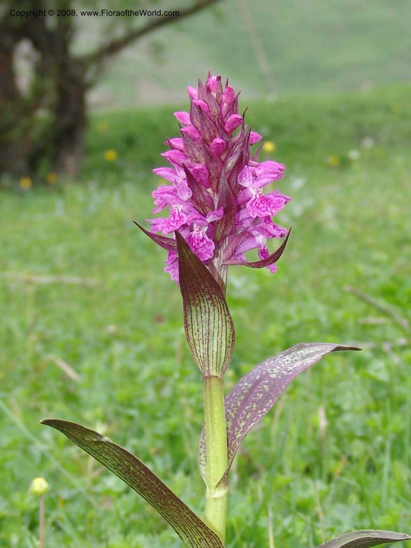 Dactylorhiza euxina--Georgia. Kazbegi region. N slope-pasture, E of Sno. 3 Jun 05. 096.jpg