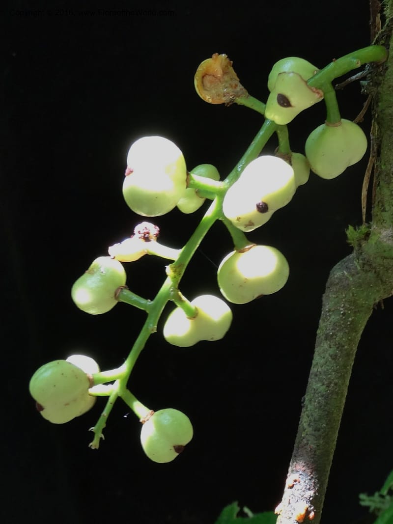 Lepisanthes, Buerki, S 348--Sabah. Danum Valley. 4 Oct 2014. DSC01741 (151).JPG