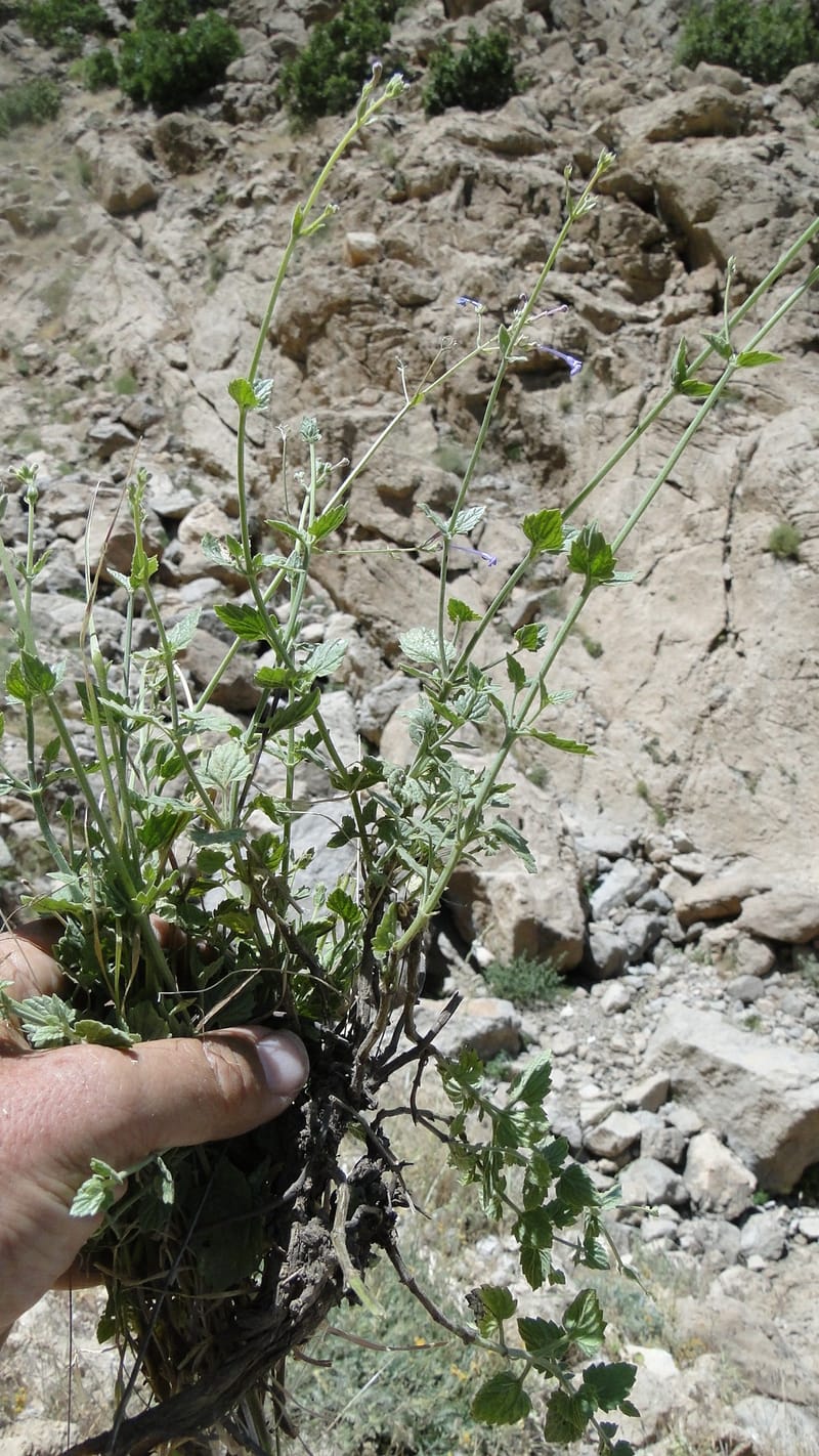 Nepeta, A. G. Miller 133.10--Iraq. Kurdistan. Shakh-i Pira Magun. Gueza Khan. 11 June 2010. 122.jpg