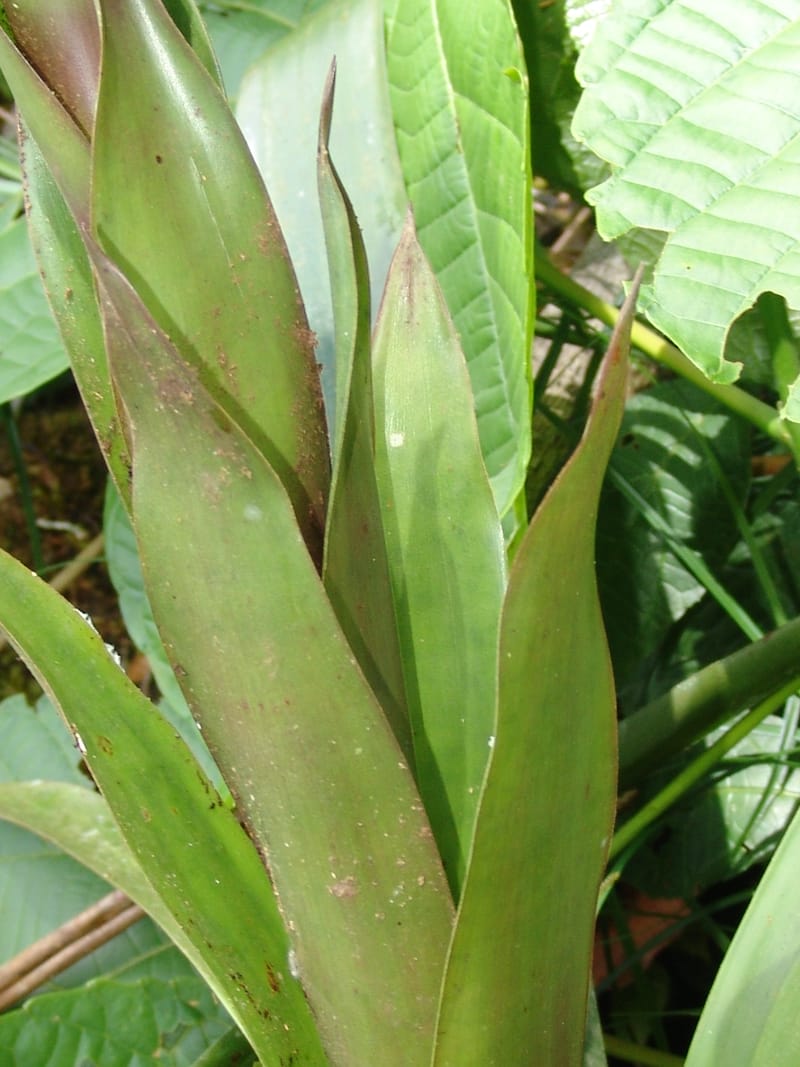 Guzmania claviformis, Neill 15929--Ecuador. Prv. Zam. Ch. C del Condor. Wawaime plot. 22 Sep 07. 344 (6).jpg