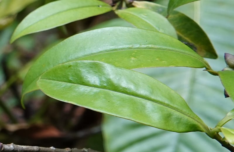 Rapanea faberi, D. Boufford 44108--China. Yunnan. Lao jun Shan. 30 Apr 2018. DSC00424 (300).JPG