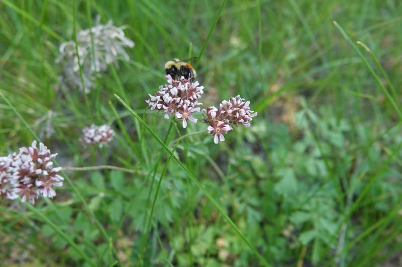 Horkelia fusca subsp. capitata, Davidson 14213--OR. Harney Co. Steens Mtn. July 2021. DSC09986 (701).JPG