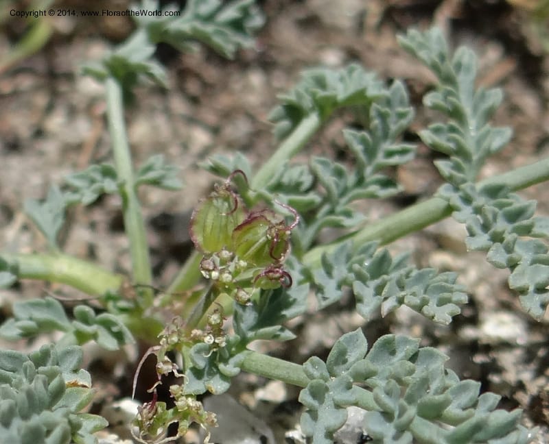 Cymopterus glaucus, Davidson, C 12196--ID. Boise Co. Scott Mtn. Lookout Road. 18 Jun 2013. DSC06609 (126).JPG