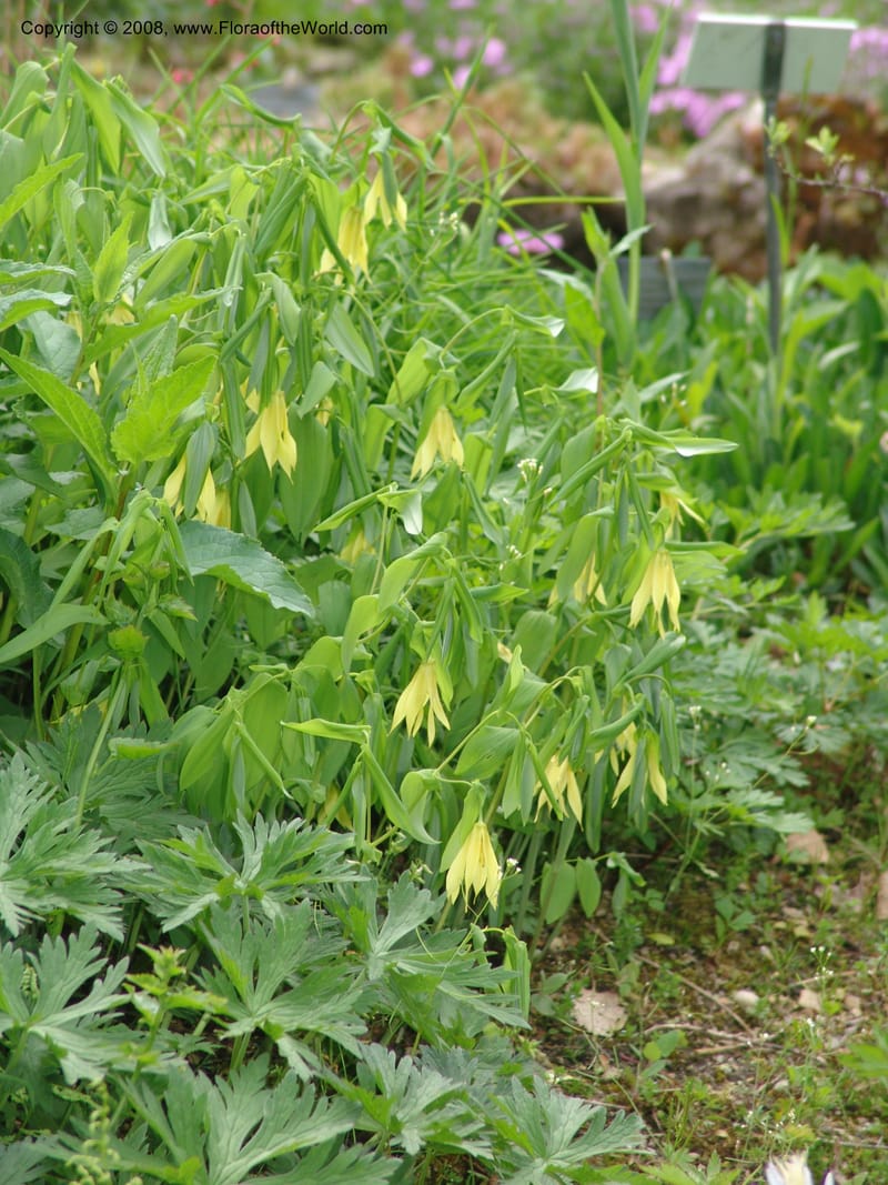 Uvularia grandiflora--France. Paris. Jardin des Plantes. 28 Apr 05. 286.jpg