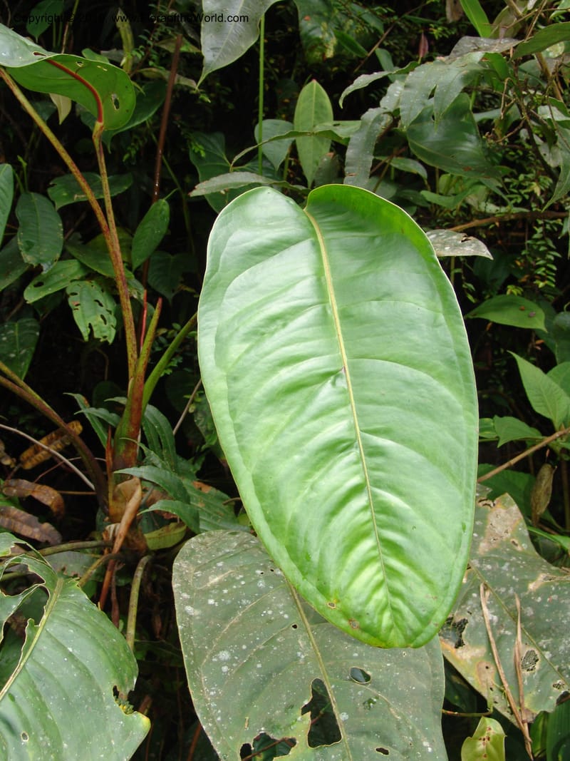 Anthurium incomptum, Croat 96349--Ecuador. Prov. Pichincha. Pacto-Pto. Quito Rd.. 25 Mar 06. 028 (11).jpg