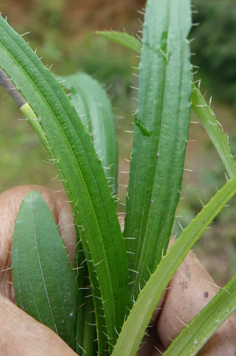 Acanthocalyx delavayi, C. Davidson 13737--China. Yunnan. Zhongdian Xian. 9 Aug 2017. DSC03874 (154).JPG