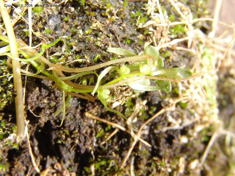 Callitriche heterophylla Pursh, CDavidson11094--ID. Idaho Co. Dredge ponds W of Warren. 8 Jul 07. 011.jpg