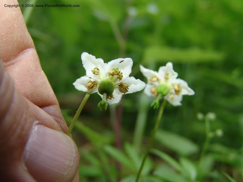 Moneses uniflora, CDavidson11120--ID. Adams Co. For. Serv. Rd. 453, to Goose Lk. 20 Jul 07. 246.jpg