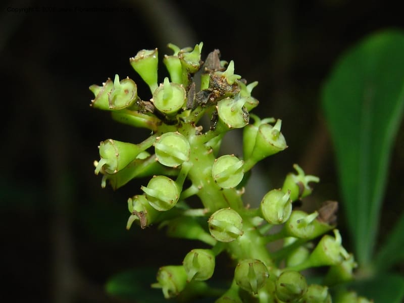 Cussonia thyrsiflora--So.Africa. E. Cape. Maitland Nat.Res. 5 Mch 05. 079.jpg
