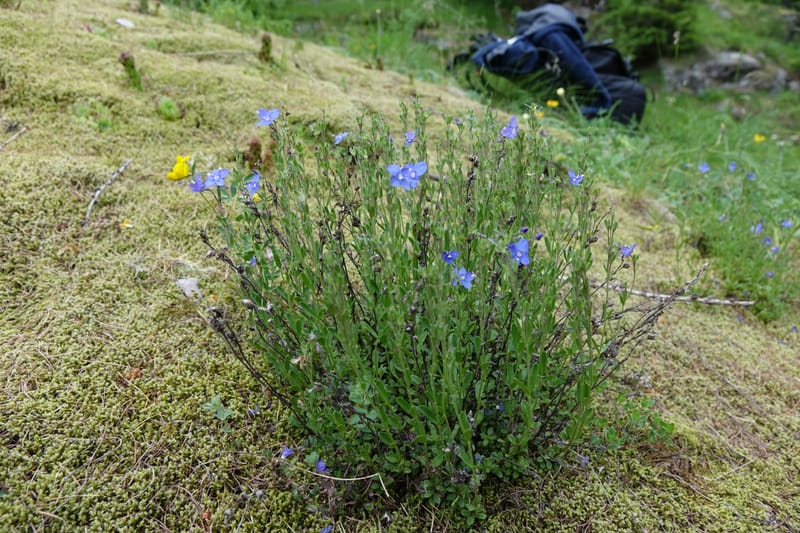 Veronica fruticans, Davidson, C 13254--Switzerland. Oberwald. Chapel St. Nikolas. 2 Jul 2016. DSC07728 (457).JPG