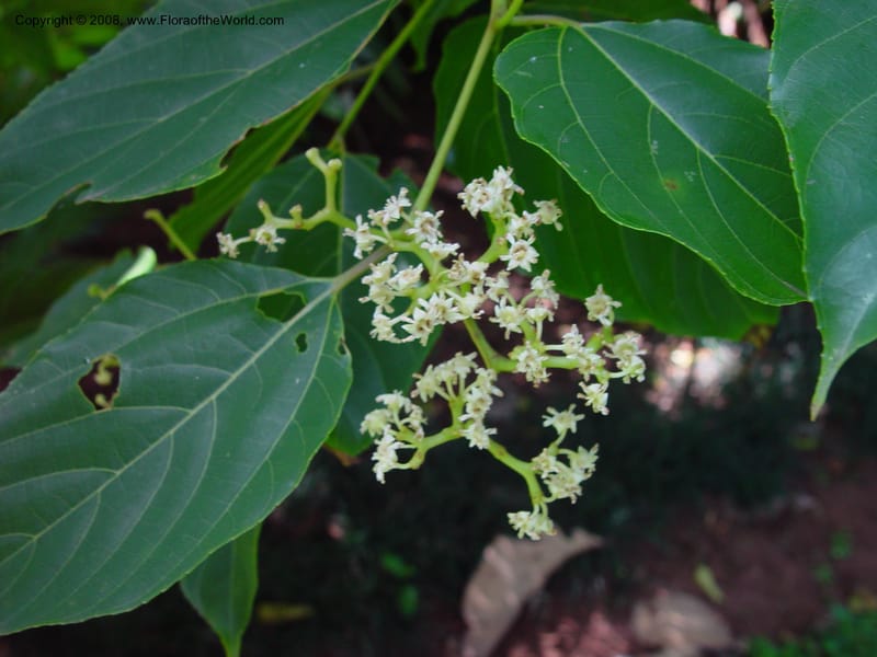 Hovenia dulcis--So. Africa. Durban Botanic Garden. 24 Nov 02. 084.jpg