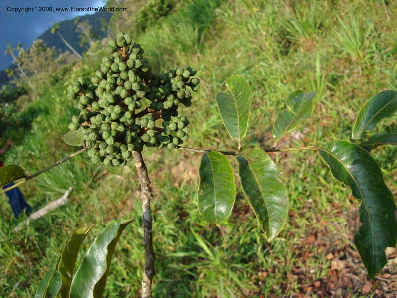 Zanthoxylum...DN15865,Ecuador.Prov.ZamoraC.Rio Wawaime Valley19Sep2007 053.jpg