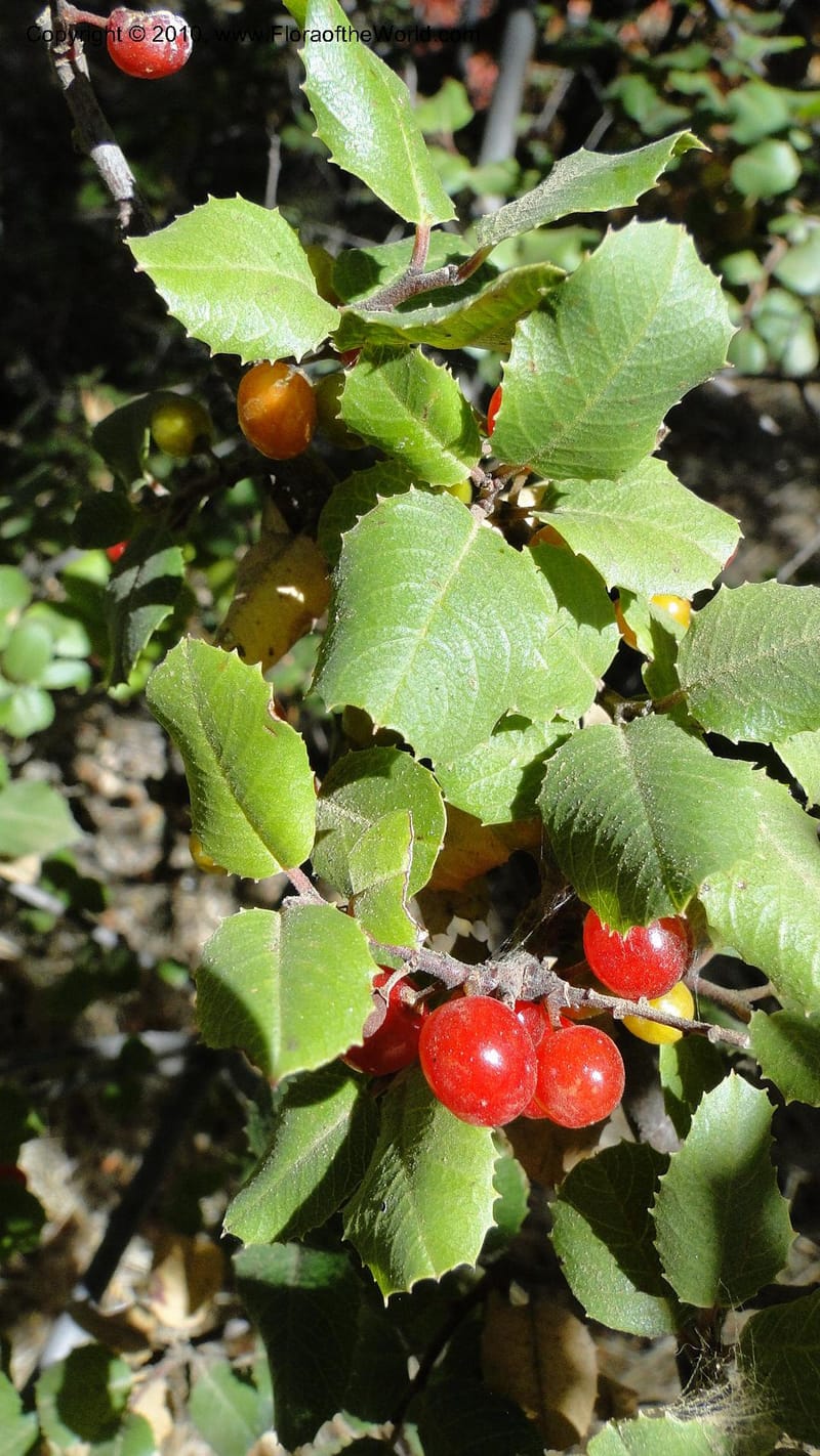Rhamnus illicifolia, C. Davidson 11793--CA. Contra Costa Co. Mt. Diablo. Donner Canyon. 1 Sept 2010. 092 (74).jpg