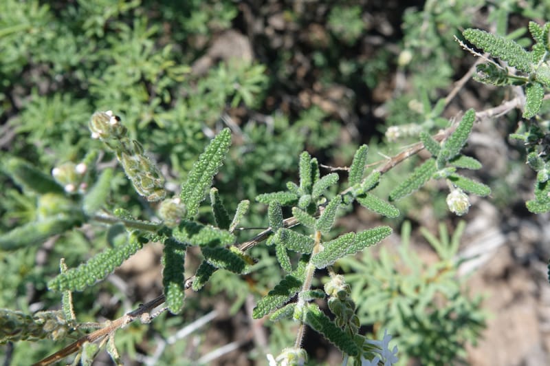 Aloysia castellanosii, Fortunato 13147--Argentina. Hwy 150, S of Ischigualasto. 7 Feb 2018. DSC09263 (75).JPG