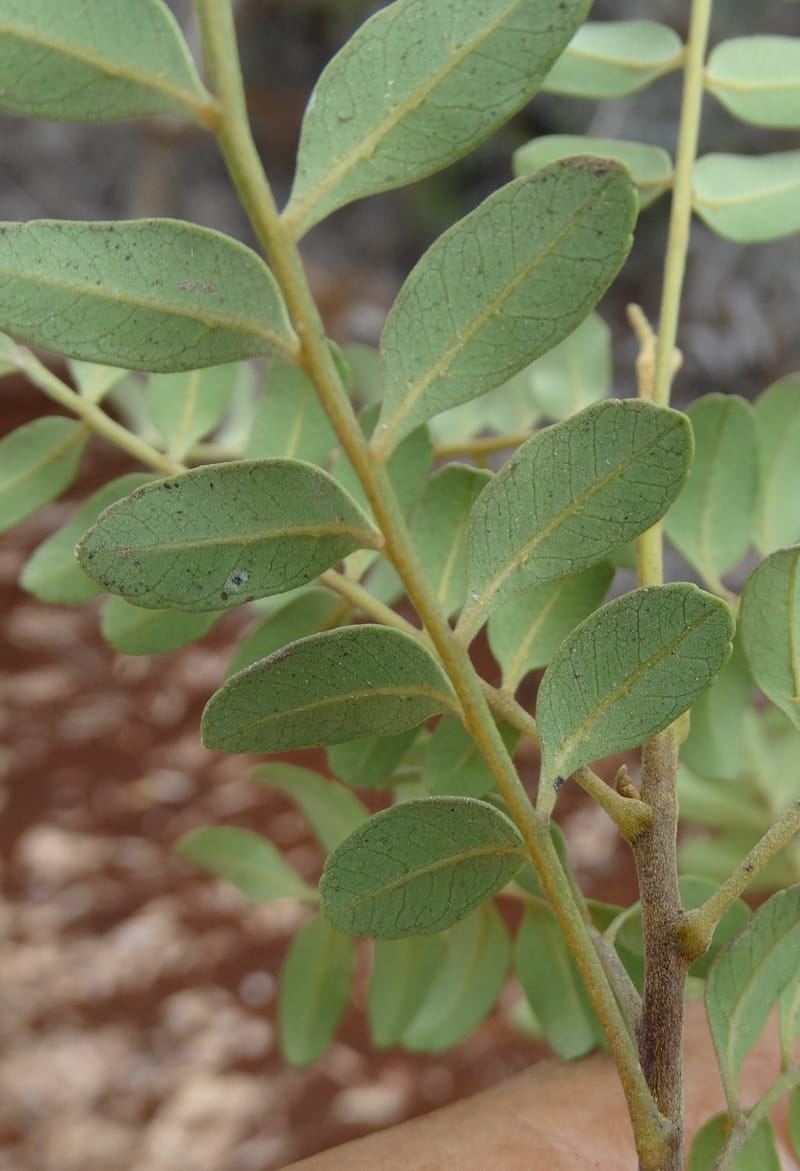 Guioa villosa, Callmander, M 1257--New Caledonia. Tiebaghi. 17 Nov 2015. DSC03437 (202).JPG