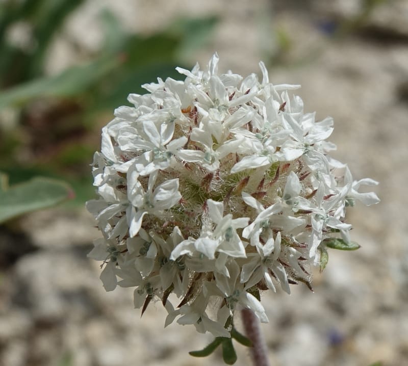 Ipomopsis congesta subsp. viridis, C. Davidson 13714--ID. Boise Co. Scott Mtn. L.O. rd. 15 July 2017. DSC03279 (97).JPG