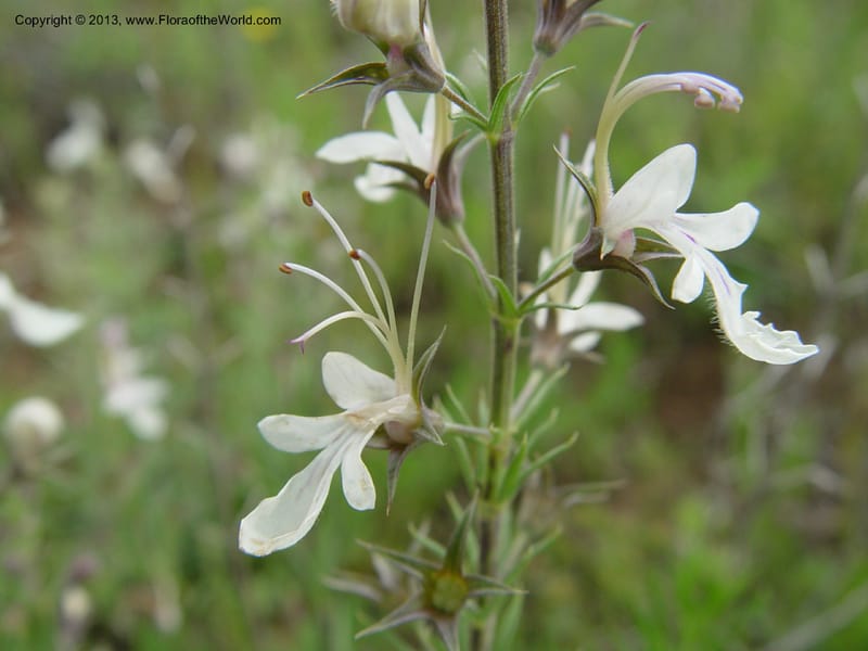 Teucrium pseudochamaepitys--Spain. Almeria Prv. Cantera de los Yesos, off AL140. 16 (32).jpg