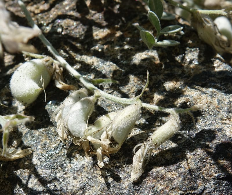 Astragalus purshii, C. Davidson 13582--ID. Idaho Co. Salmon R. Rd. E of Riggins. 24 May 2017. DSC00708. JPG (198).JPG