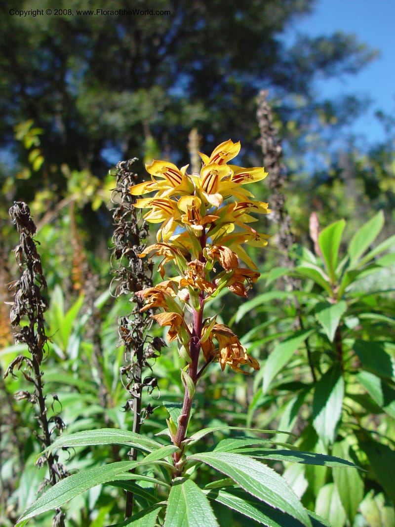 Isoplexis canariensis. 98.0139--CA. UC Berkeley Bot. Gard. 10 Feb 03. 131.jpg