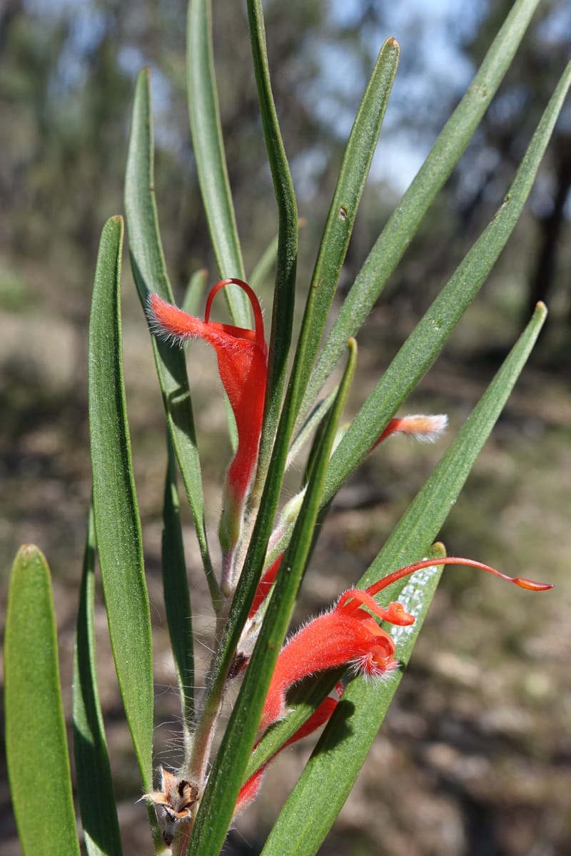 Adenanthos barbiger, Davidson, C 13472--Australia. W.A. Albany Hwy, odom 33.5. 28 Oct 2016. DSC05957 (36).JPG