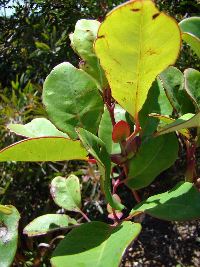 Geissois, JMunzinger4773--New Caledonia. Col d'Amoss. 14 Nov 07. 033.jpg