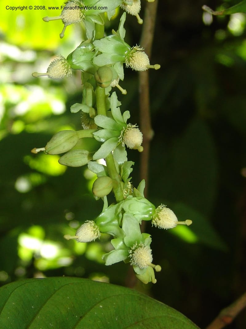 Marila laxiflora, AAraujoM1248--Bolivia. Pq. Nac. Madidi. Chalalan, Send. Anta. 30 Nov 04. 212.jpg