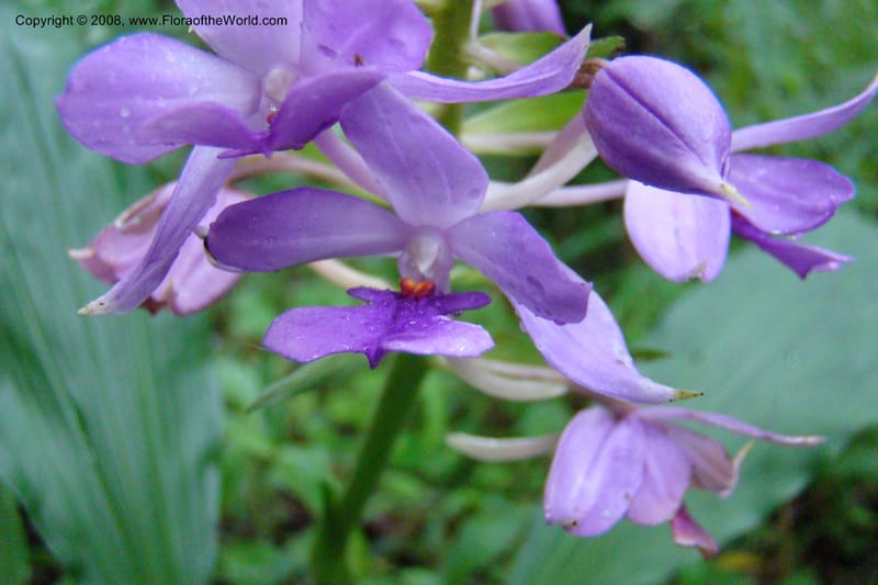 Calanthe sylvatica, WKindeketa2974--Tanz. Rungwe Distr. Rungwe For. Res. 24 Jan 08. 144.jpg