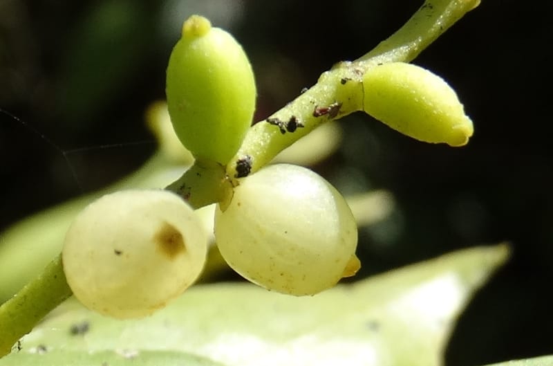 Ginalloa arnottiana, Davidson, C 12928--Sabah. Near generation plant. 28 Mar 2015. DSC01259 (12).JPG