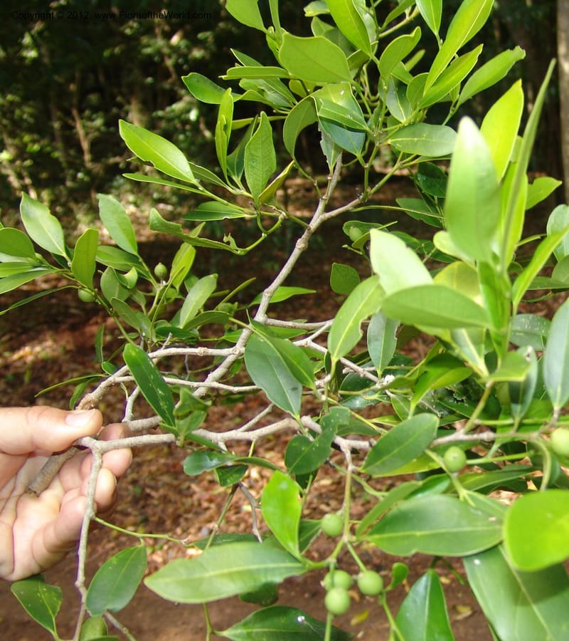 Celtis bifida, Not collected-Madagascar, Berenty, 21 Jan 2006  020 (4).jpg