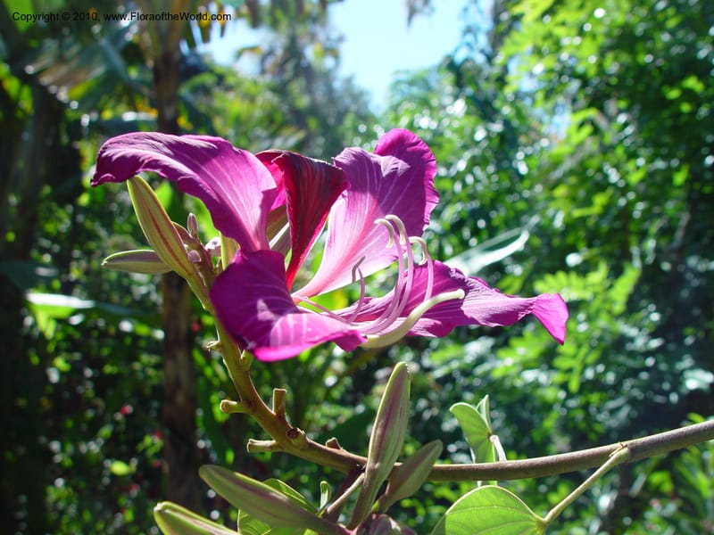 Bauhinia X blakeana--FL. Harry Leu Gardens, Orlando. 5 Jan 03. 001 (1).jpg