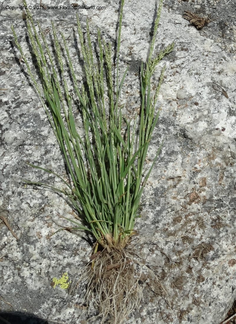 Sporobolus, Davidson, C 12579--Idaho. Valley Co. Lick Cr. Summit. 14 Jul 2014.  (126).JPG