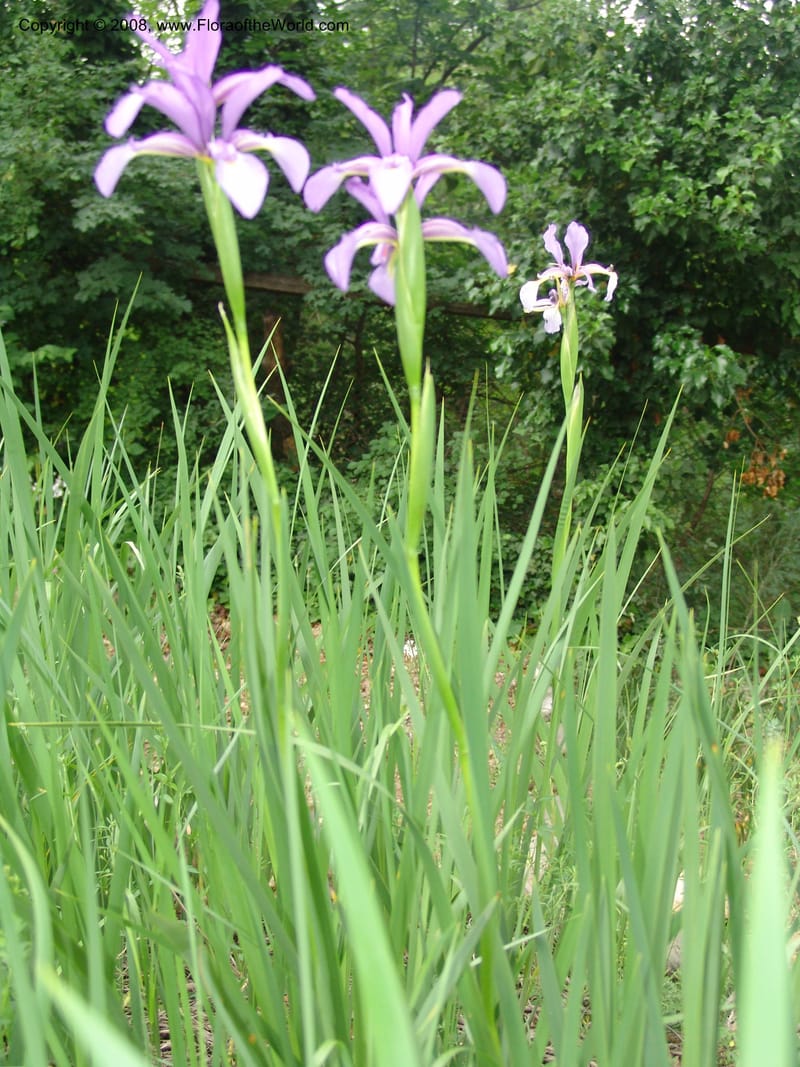 Iris carthaliniae--Georgia. Tbilisi. Central Botanical Garden. 31 May 05. 009.jpg