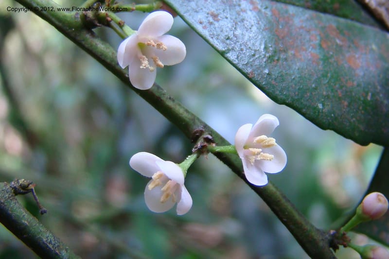 Ilex, Regalado 1765--Viet Nam. Thua Thien Hue Prov. Phu Loc Distr. Bach Ma. 13Apr 09. 634.jpg