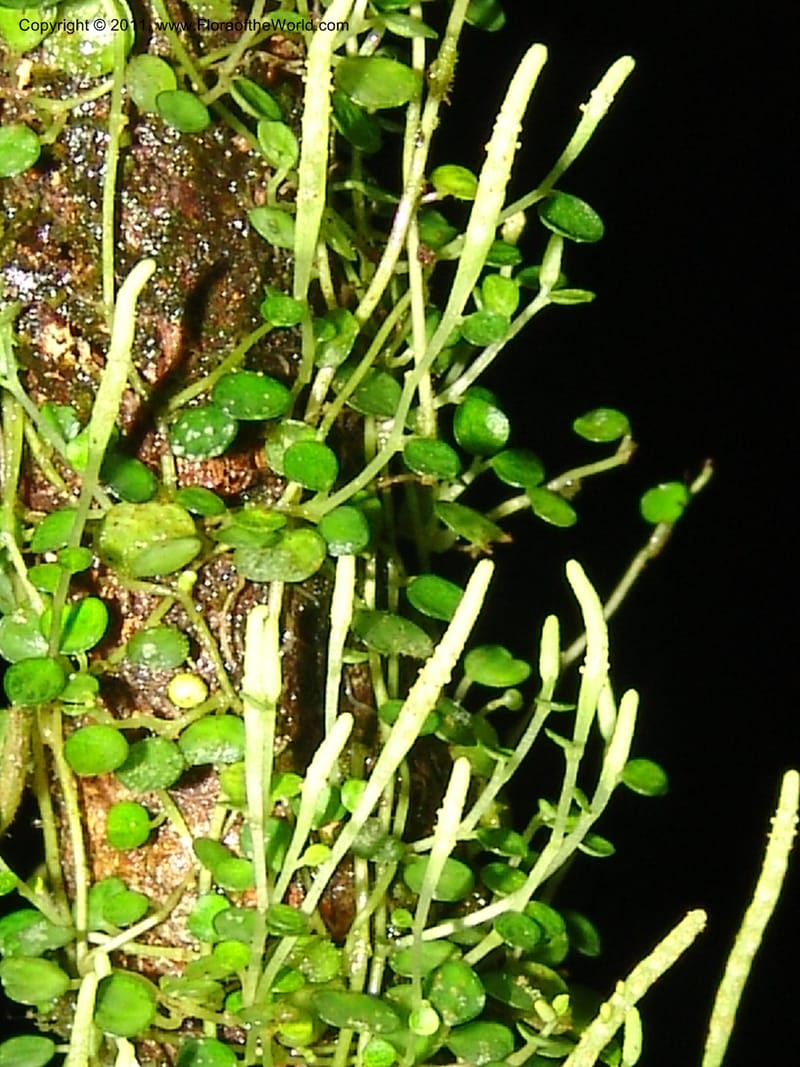 Peperomia, RVasquez31563--Peru. Prov. Oxa. Estac. Paujil. Send. El Mirador. 16 Oct 06. 526.jpg